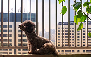 condominium association